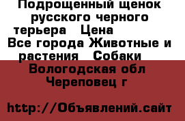 Подрощенный щенок русского черного терьера › Цена ­ 35 000 - Все города Животные и растения » Собаки   . Вологодская обл.,Череповец г.